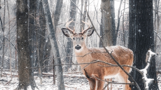 Deer 3_2.JPG